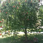 Vilă Vk *